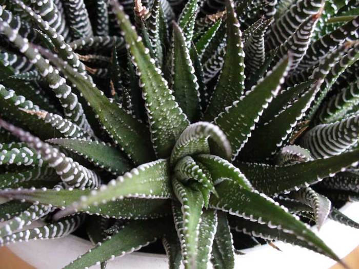 H.fasciata - detaliu.2011 - Haworthia