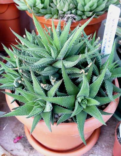 H.attenuata.2011 - Haworthia