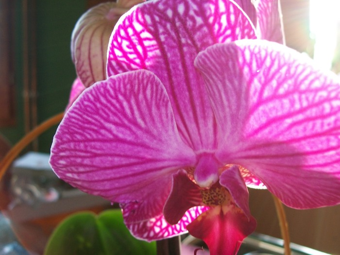 orhidee 057