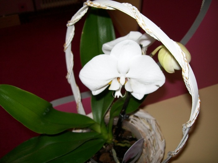 orhidee 058