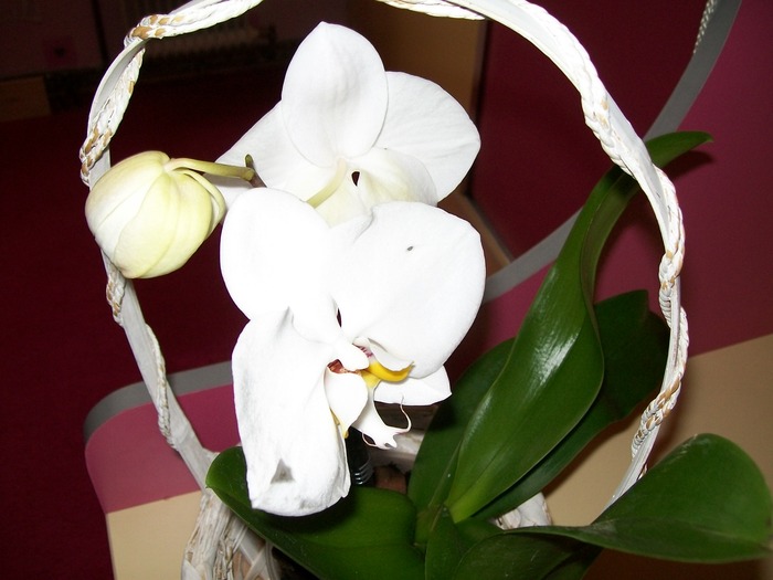orhidee 059
