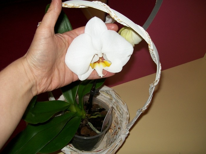 orhidee 060
