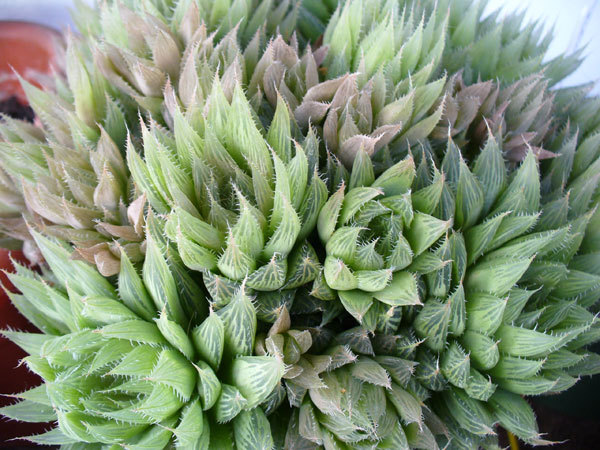 H.necunoscuta.2011 - Haworthia