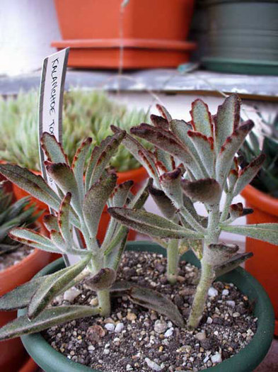 K.tomentosa.2010 - Kalanchoe