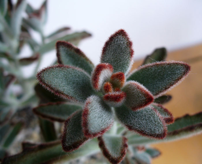 k.tomentosa - detaliu.2011 - Kalanchoe