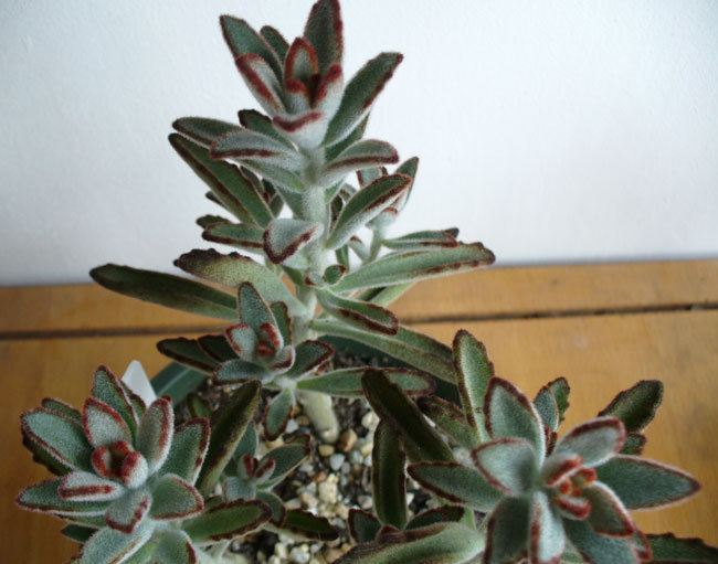 K.tomentosa.2011 - Kalanchoe