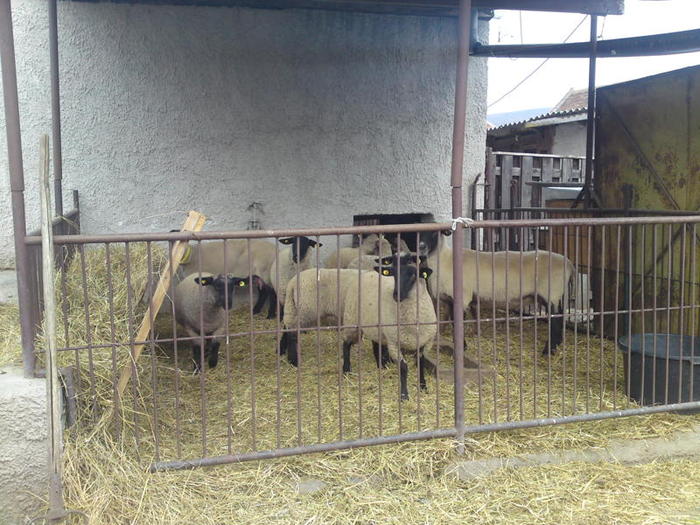 oi si miei suffolk de vanzare-austria oi si miei suffolk de vanzare-austria