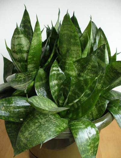 S.trifasciata.hahnii.green.2011 - Sansevieria