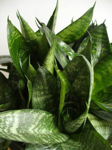 S.hahnii - detaliu.2011 - Sansevieria