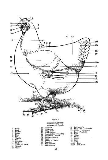 cu31924003091737_0016 - C standard plymouth rock barat