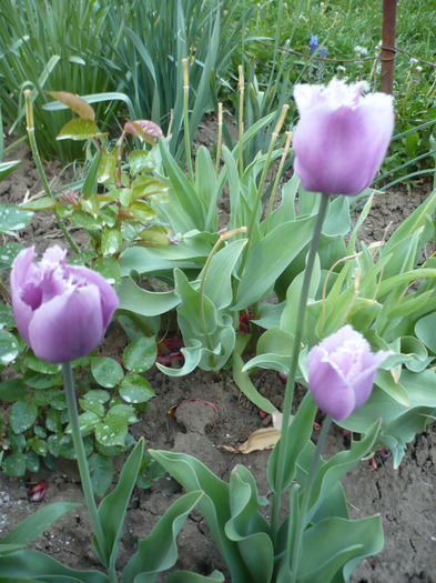 005