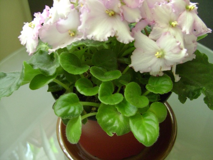 closca cu pui :) 28apr2011