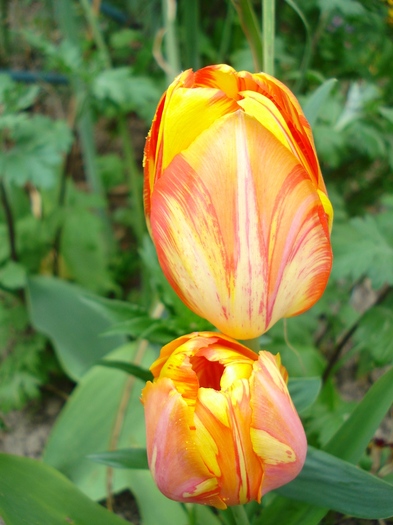 DSC03443