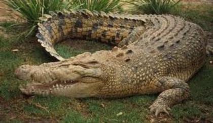 crocodil - la zoo