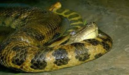 sarpe anaconda