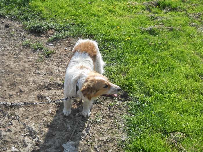 Picture (25) - in Cornesti la Nico