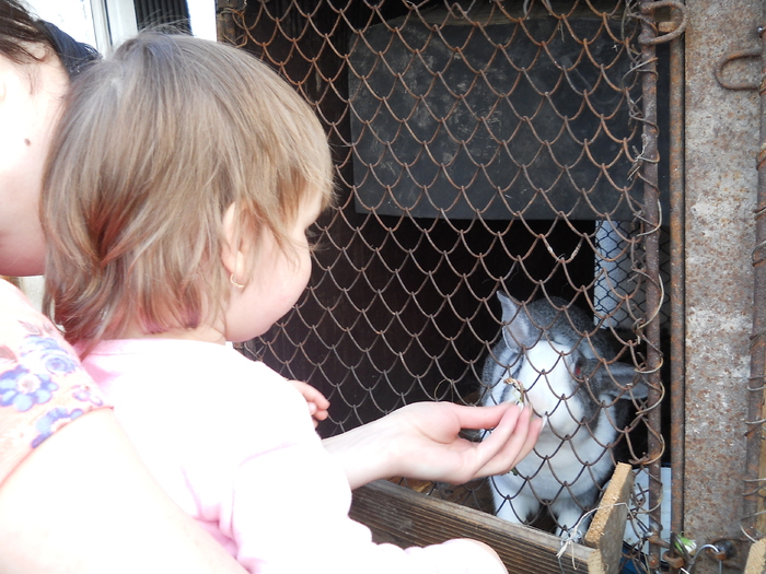 Picture (85) - in Cornesti la Nico