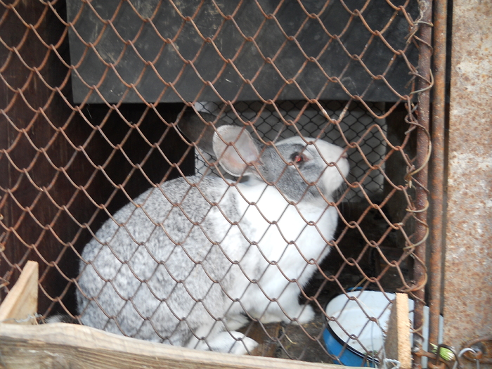 Picture (94) - in Cornesti la Nico