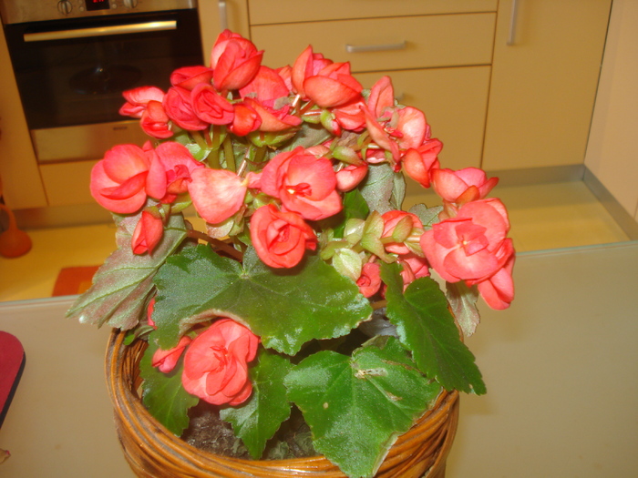 BEGONIA,INFLORITA DE PE 8 MARTIE