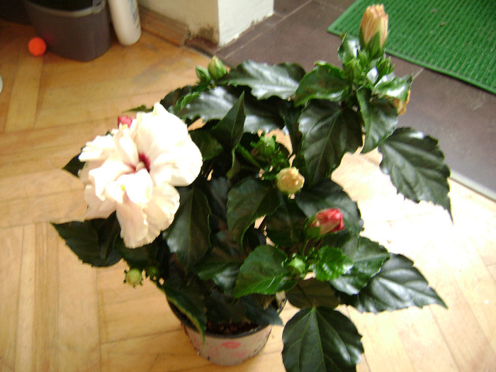 DSC05933 - hibiscus 2011