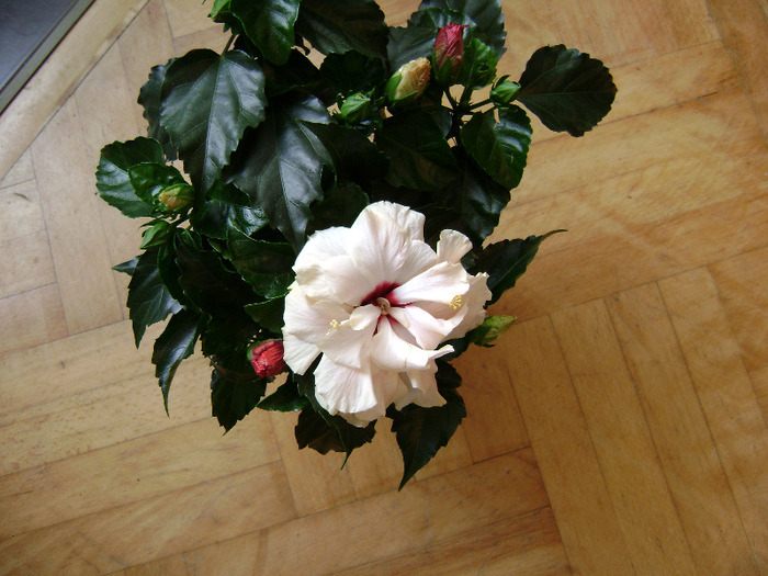 DSC05932 - hibiscus 2011