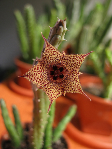 Huernia volkartii v. repens (9)