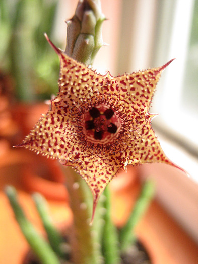 Huernia volkartii v. repens (6) - Infloriri 2011