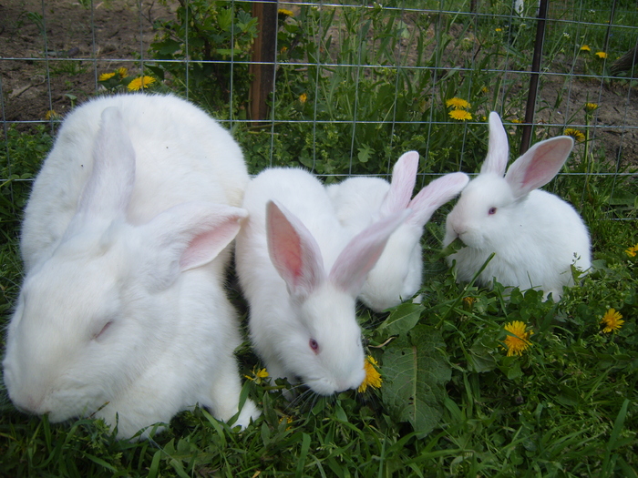 pui urias alb cu mama lor