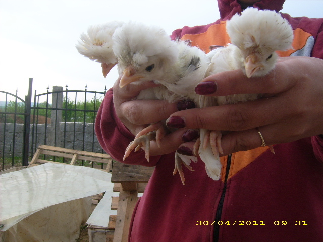 poze 2011 010; alb, 20 zile
