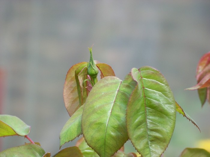 100_3284 - 17  25 Aprilie 2011