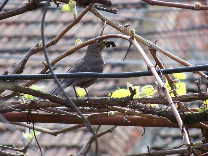 100_3285 - 17  25 Aprilie 2011