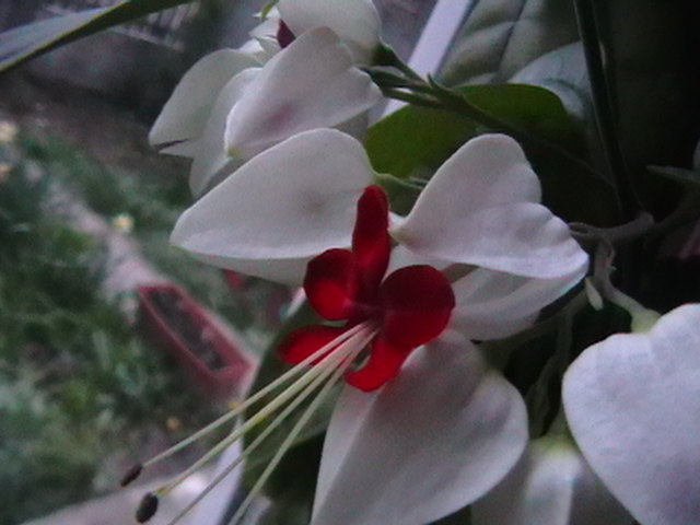 Clerodendrum thomsonae