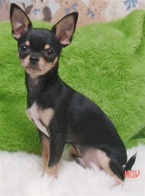 caini chihuahua