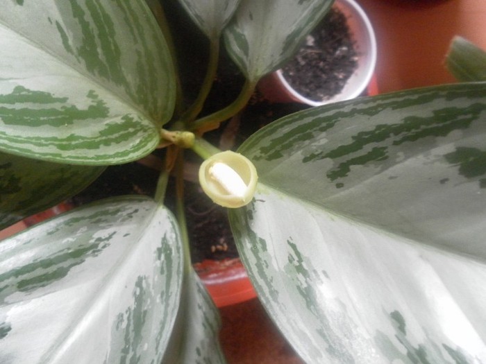 SAM_1001 - aglaonema