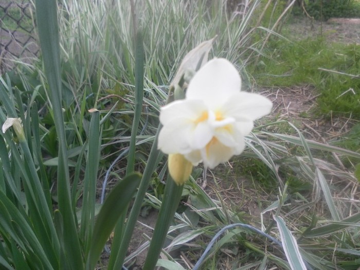 SAM_1103 - flori de gradina