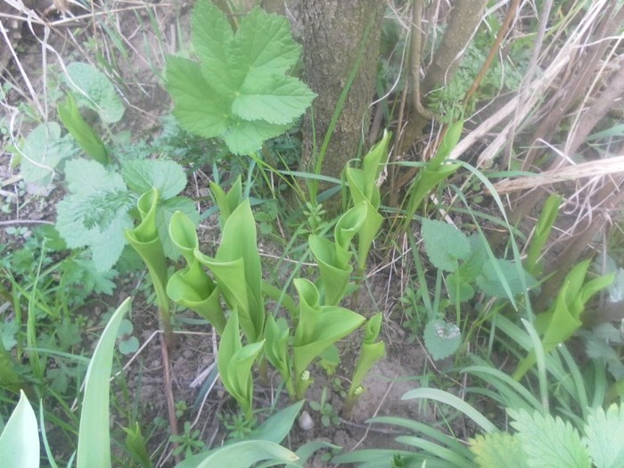 SAM_1106 - flori de gradina