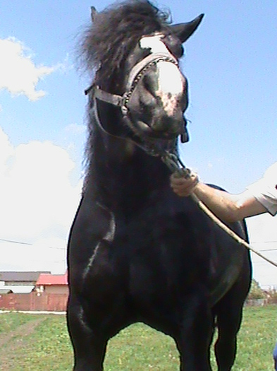 DSC00131 - cai rasa percheron