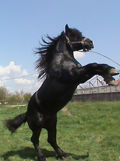 DSC00143 - cai rasa percheron