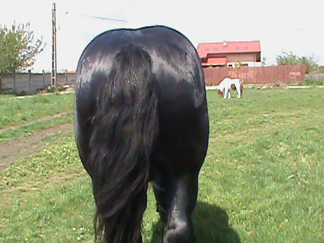 DSC00141 - cai rasa percheron