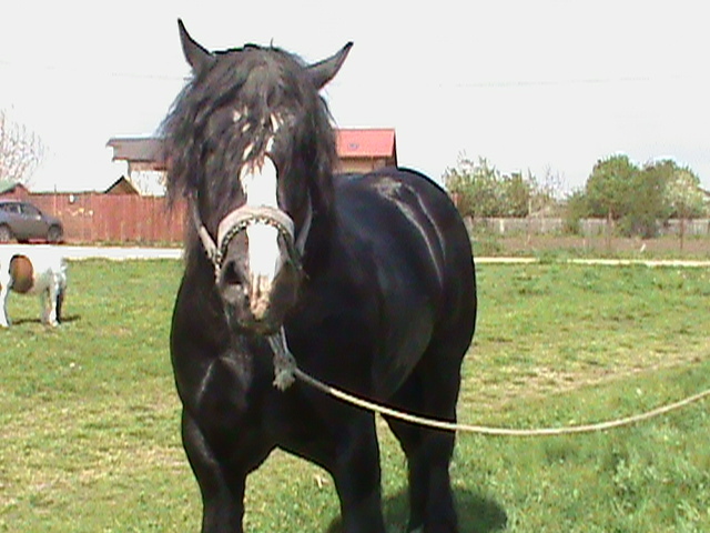 DSC00149 - cai rasa percheron