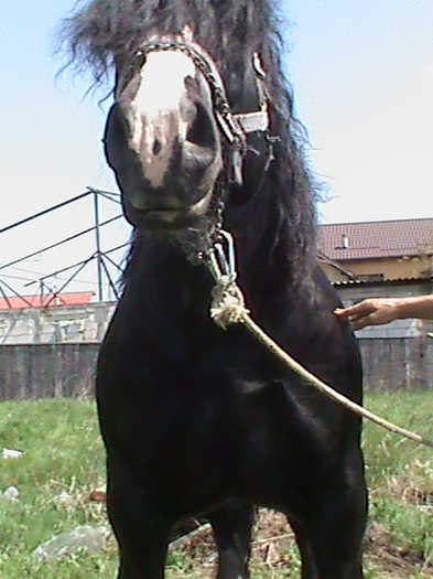 DSC00153 - cai rasa percheron