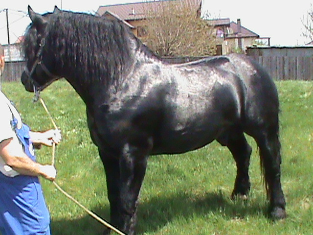 DSC00136 - cai rasa percheron