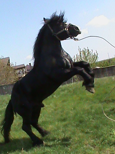 DSC00144 - cai rasa percheron