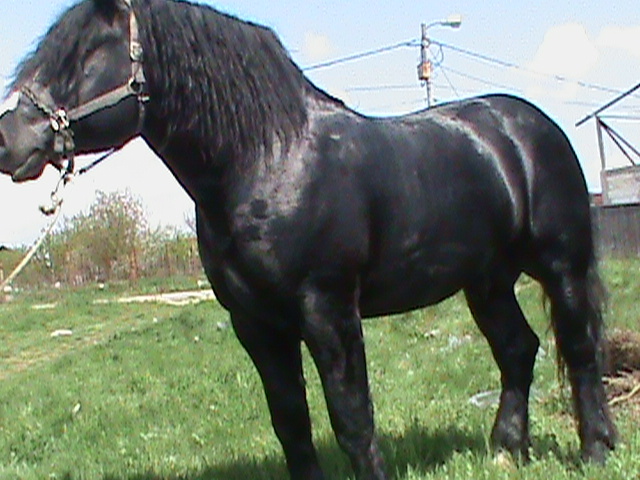 DSC00152 - cai rasa percheron