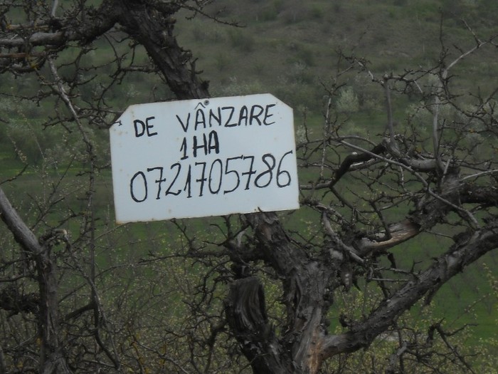 Sa stie...." tat natul"....cum ca....