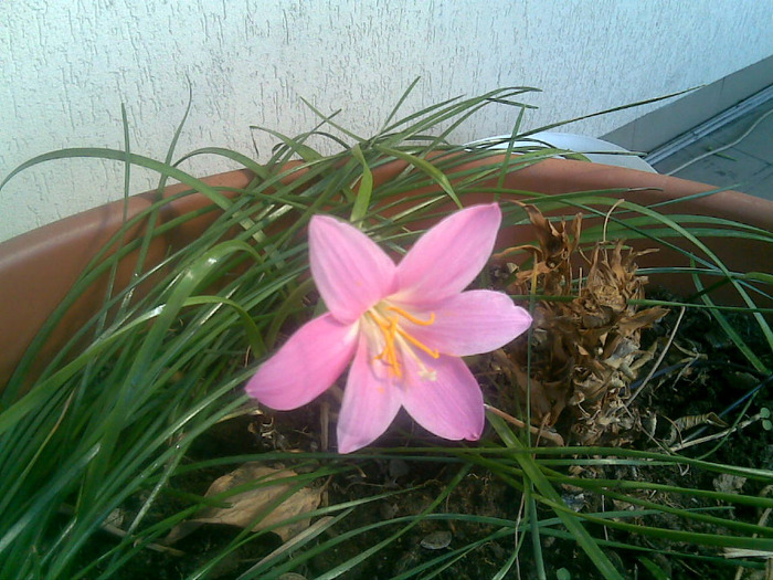 zephirantes roz - flori 2011