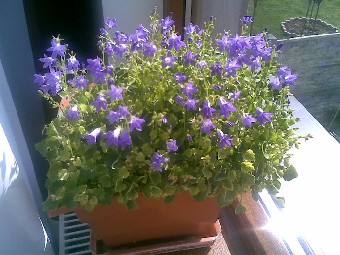 campanulla - flori 2011