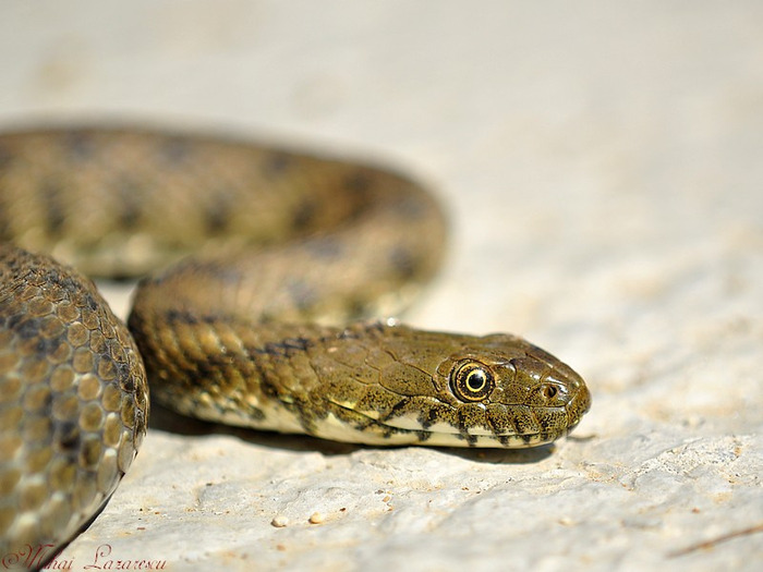 sarpe - Animalutele mele