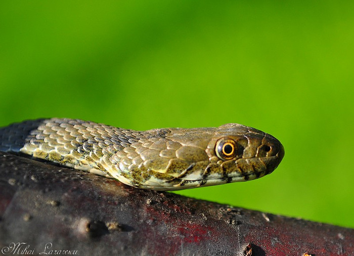 sarpe - Animalutele mele