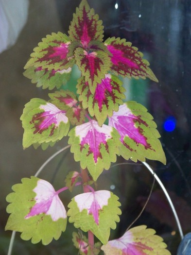 100_2899 - Flori 2011